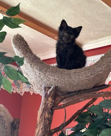 Maine Coon Lady in black