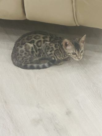 Wunderschöne Bengal Kitten sucht neues Zuhause