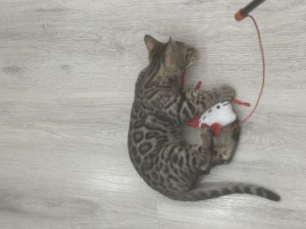 Wunderschöne Bengal Kitten sucht neues Zuhause
