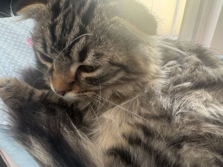 Kater 30.12.2025 geboren
