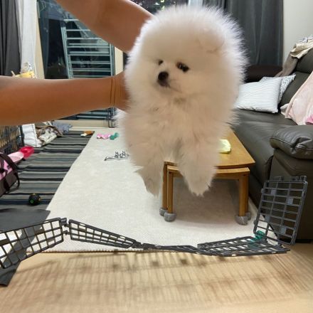 Verkaufe meine Pomeranian Zwergspitz Whastapp 01521 6112771