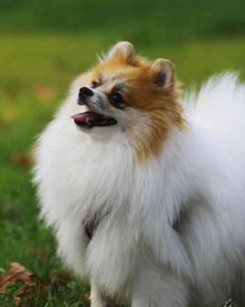 Verkaufe meine Pomeranian Zwergspitz Whastapp 01521 6112771