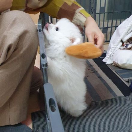 Verkaufe meine Pomeranian Zwergspitz Whastapp 01521 6112771
