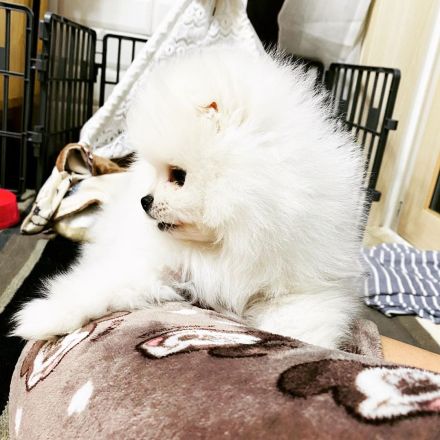Verkaufe meine Pomeranian Zwergspitz Whastapp 01521 6112771