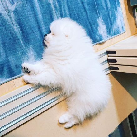 Verkaufe meine Pomeranian Zwergspitz Whastapp 01521 6112771