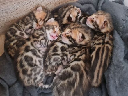 Wunderschöne reinrassige Bengalkitten mit Stammbaum