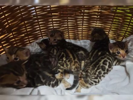 Wunderschöne reinrassige Bengalkitten mit Stammbaum