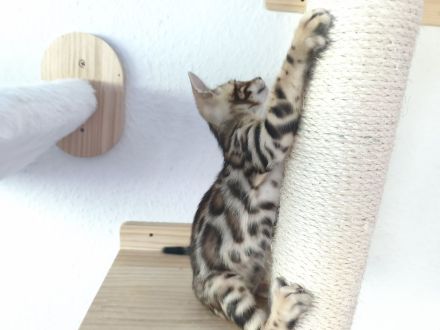 Wunderschöner Bengalkater mit Stammbaum Abholbereit