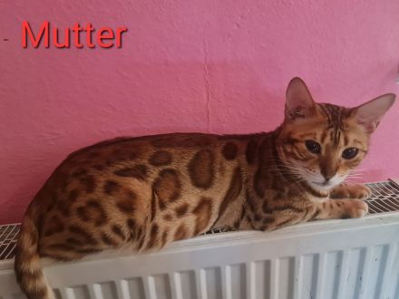 Wunderschöne reinrassige Bengalkitten mit Stammbaum