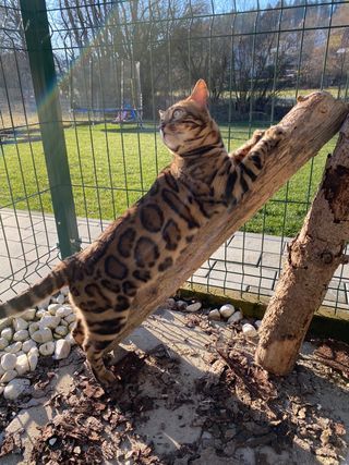 Wunderschöne reinrassige Bengalkitten mit Stammbaum
