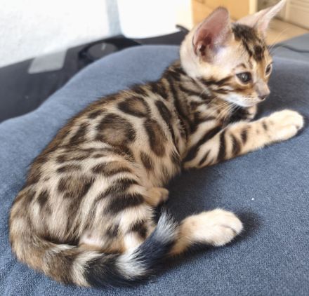 Wunderschöner Bengalkater mit Stammbaum Abholbereit