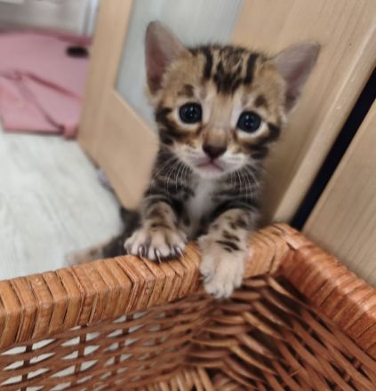Wunderschöne reinrassige Bengalkitten mit Stammbaum
