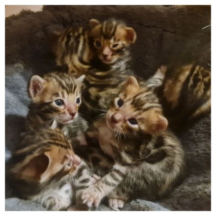 Wunderschöne reinrassige Bengalkitten mit Stammbaum