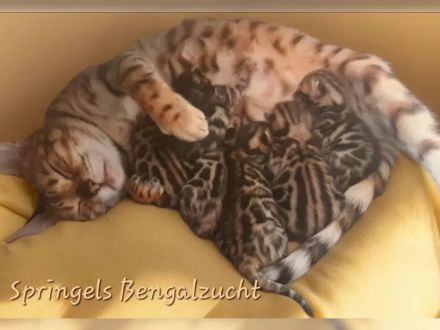 Wunderschöne reinrassige Bengalkitten mit Stammbaum