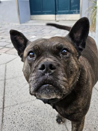 Kinderliebender Familienhund sucht ihr Für-immer-Zuhause