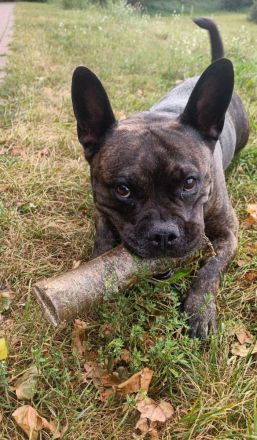 Kinderliebender Familienhund sucht ihr Für-immer-Zuhause
