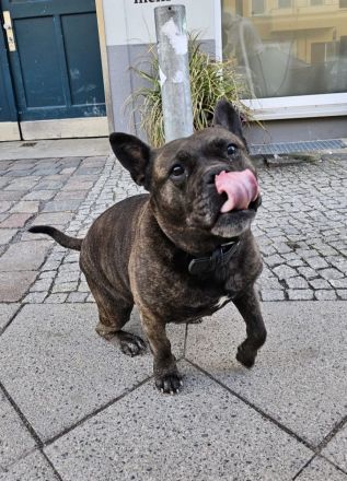 Kinderliebender Familienhund sucht ihr Für-immer-Zuhause