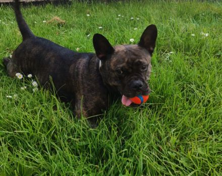 Kinderliebender Familienhund sucht ihr Für-immer-Zuhause