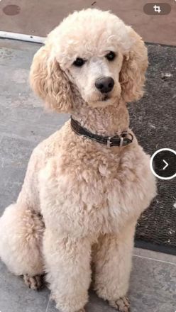 Aussiedoodle Welpen (noch zwei Rüden zu haben)