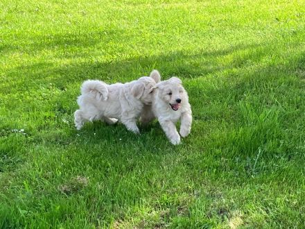 Aussiedoodle Welpen (noch zwei Rüden zu haben)