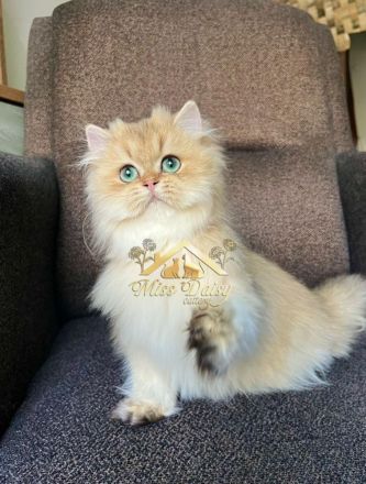 Topkwaliteit British Longhair Golden Kater