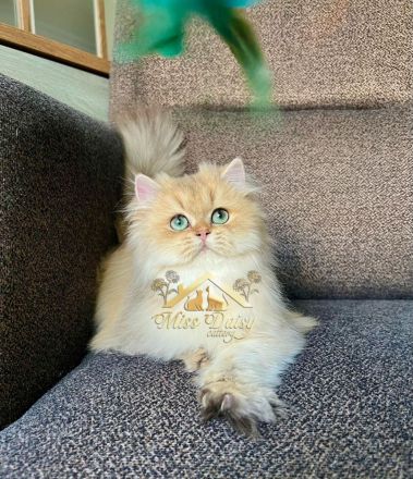 Topkwaliteit British Longhair Golden Kater