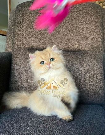 Topkwaliteit British Longhair Golden Kater