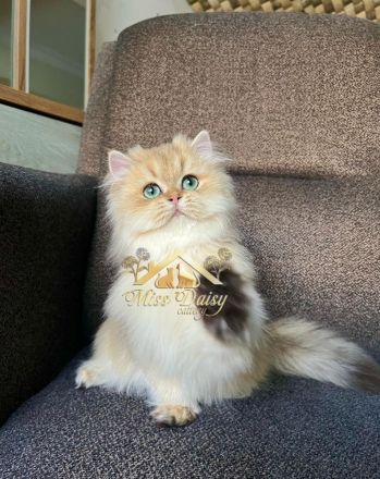 Topkwaliteit British Longhair Golden Kater