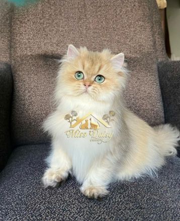 Topkwaliteit British Longhair Golden Kater