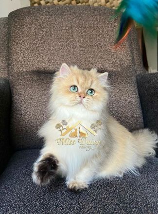 Topkwaliteit British Longhair Golden Kater