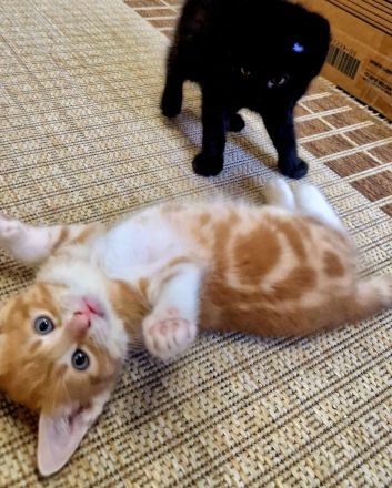 Kitten in liebevolle Hände abzugeben