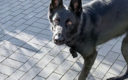 Storm sucht ein Zuhause
