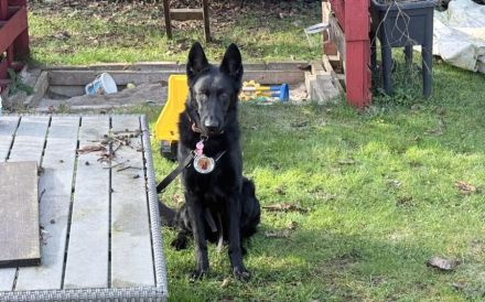 Storm sucht ein Zuhause