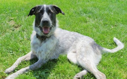 Bubbi sucht ein neues Zuhause