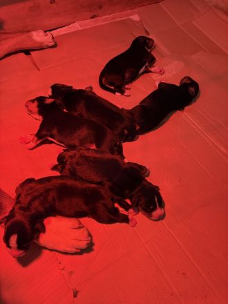 Appenzeller Sennenhund Welpen vom Bauernhof