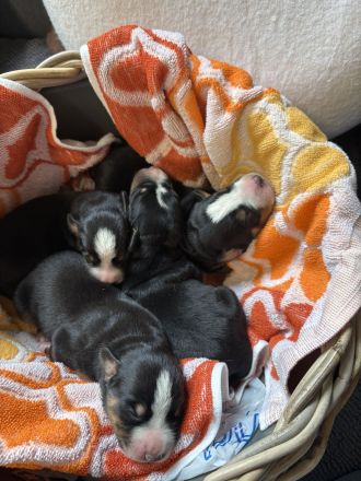 Appenzeller Sennenhund Welpen vom Bauernhof