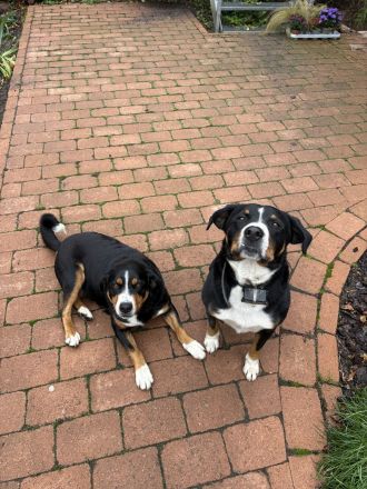 Appenzeller Sennenhund Welpen vom Bauernhof
