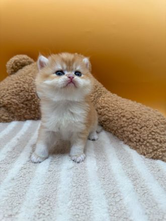 BLH Kitten in Blue Golden und Black Golden Shell