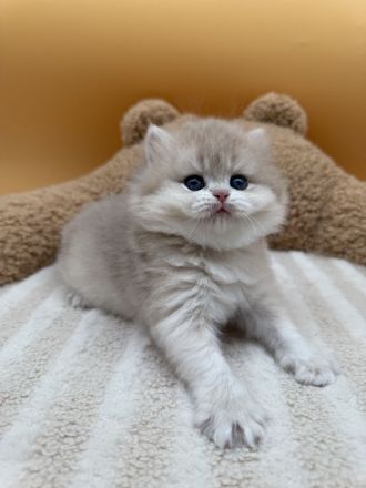 BLH Kitten in Blue Golden und Black Golden Shell