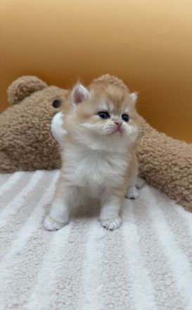 BLH Kitten in Blue Golden und Black Golden Shell