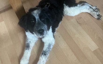 Malika wartet auf Ihr Für-Immer-Zuhause