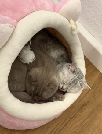BKH Katzen