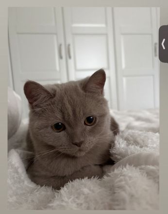 BKH Katzen
