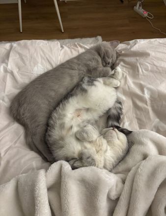 BKH Katzen