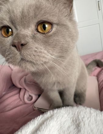 BKH Katzen