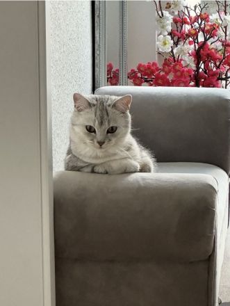 BKH Katzen
