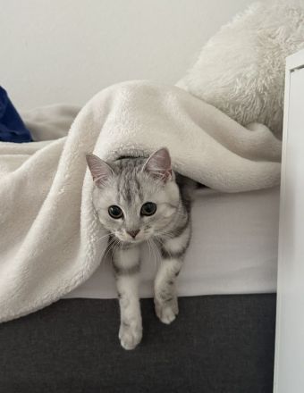 BKH Katzen
