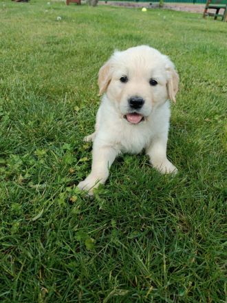 Reinrassiger Golden Retriever Welpe mit Papieren sucht seine Familie!