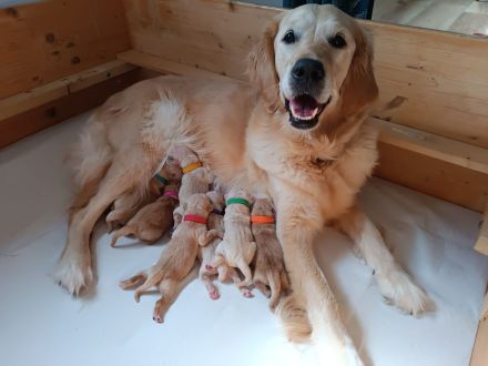 Reinrassiger Golden Retriever Welpe mit Papieren sucht seine Familie!
