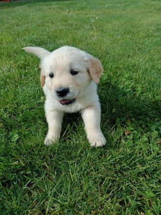 Reinrassiger Golden Retriever Welpe mit Papieren sucht seine Familie!